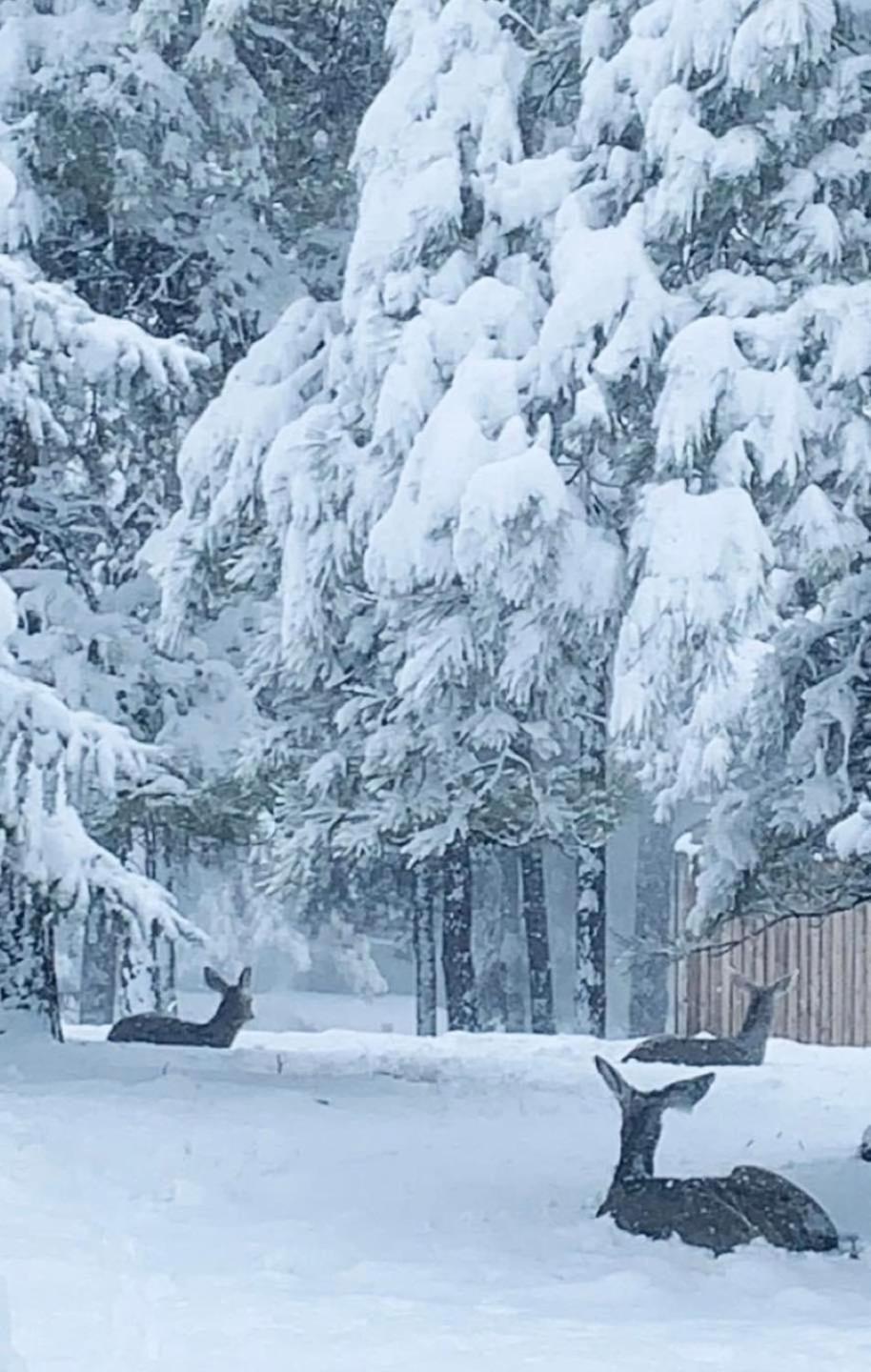 Kathys Cabin, King Bed, Hot Tub, Near-nau & Downtown Attractions, Perfect Year-round Mountain Getaway