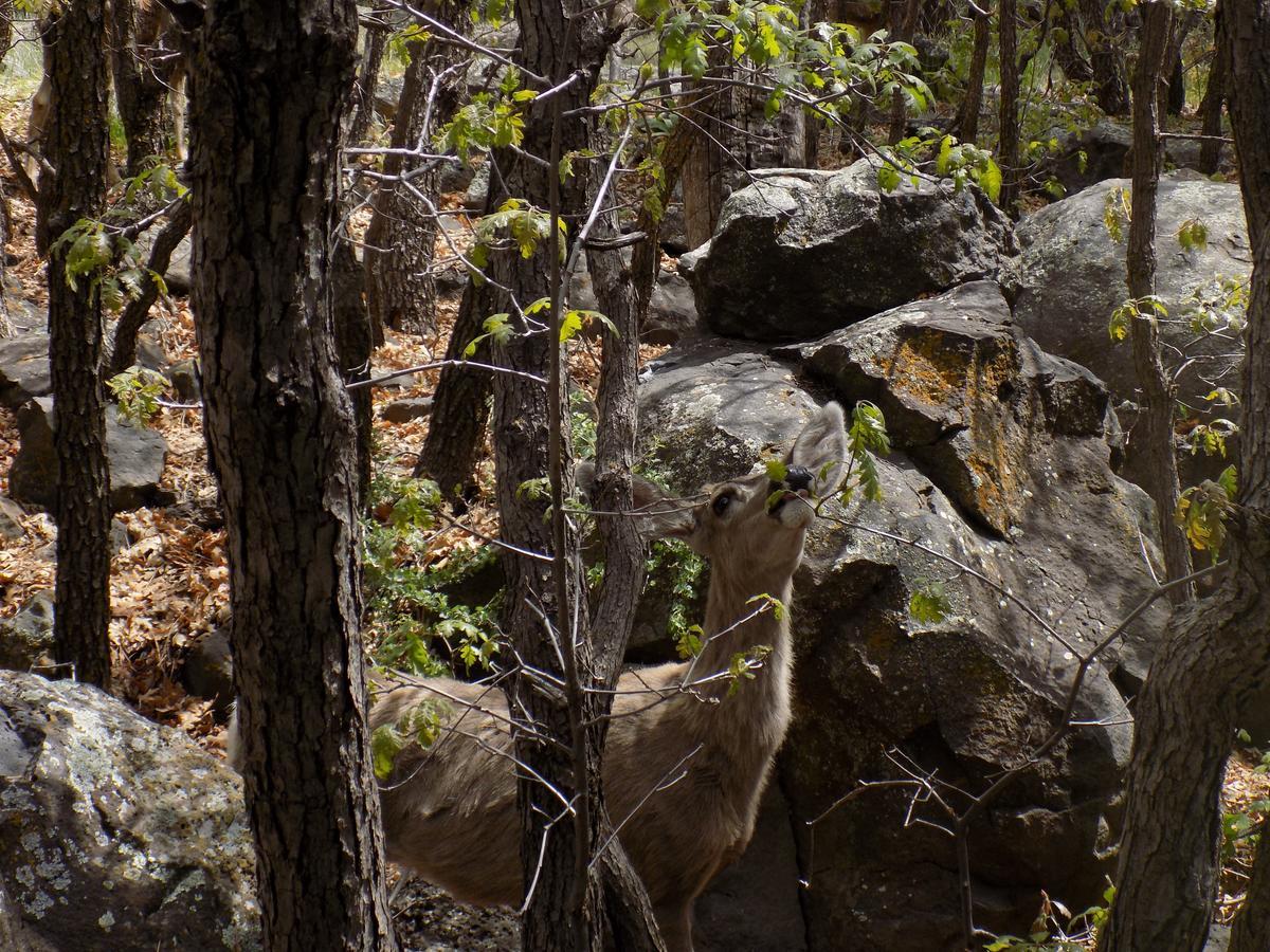 Location! Nature Lovers Getaway - Close To Historic Downtown * Flagstaff