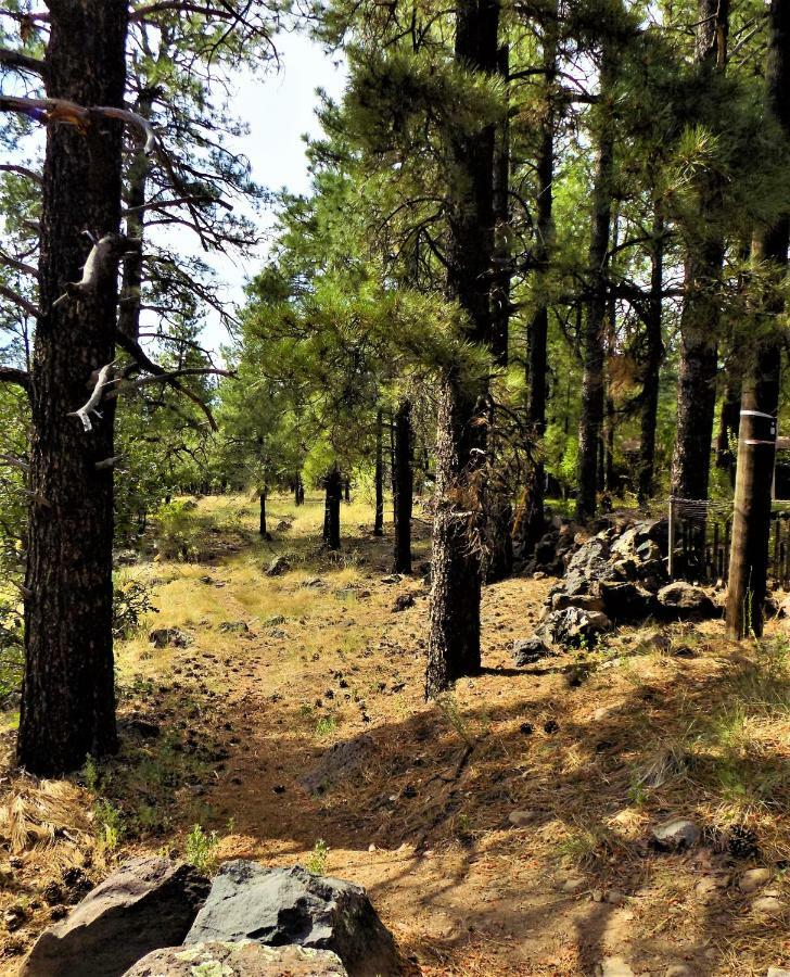 Location! Nature Lovers Getaway - Close To Historic Downtown * Flagstaff