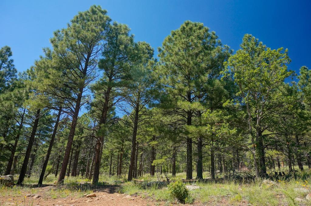 Elden Trails Bed & Breakfast Flagstaff