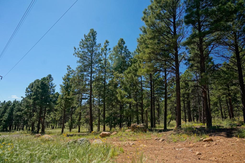 Elden Trails Flagstaff