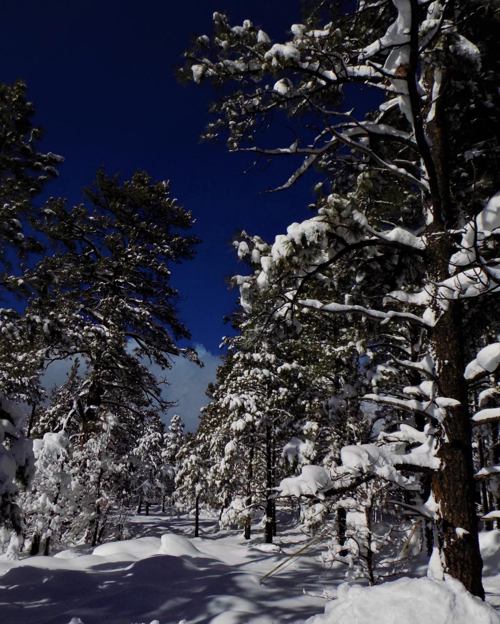 Holiday home Cozy Mountain With Deck And Firepit-1 Mile From Downtown Flagstaff! *