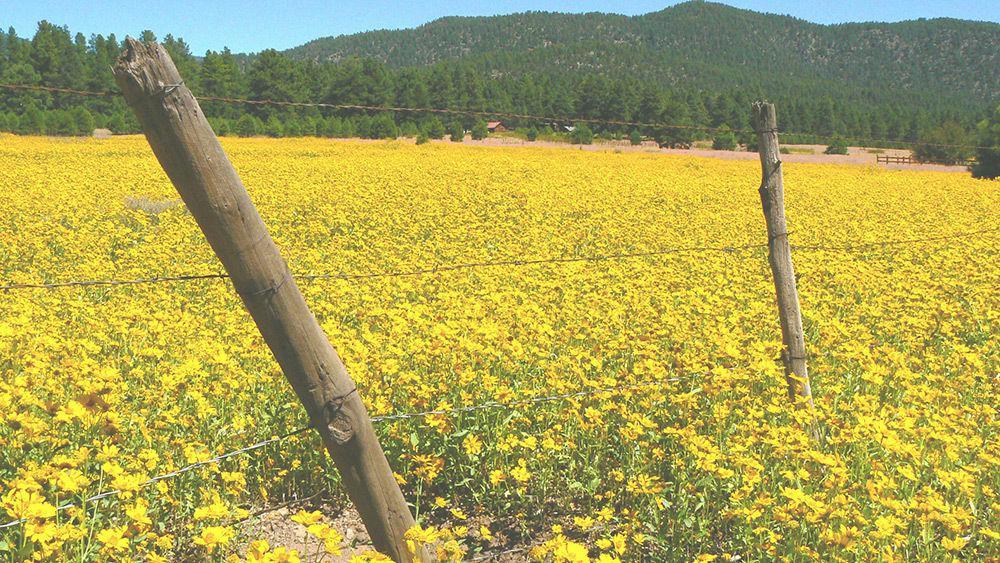 Bed & Breakfast Elden Trails Flagstaff