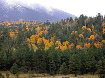 Elden Trails Flagstaff